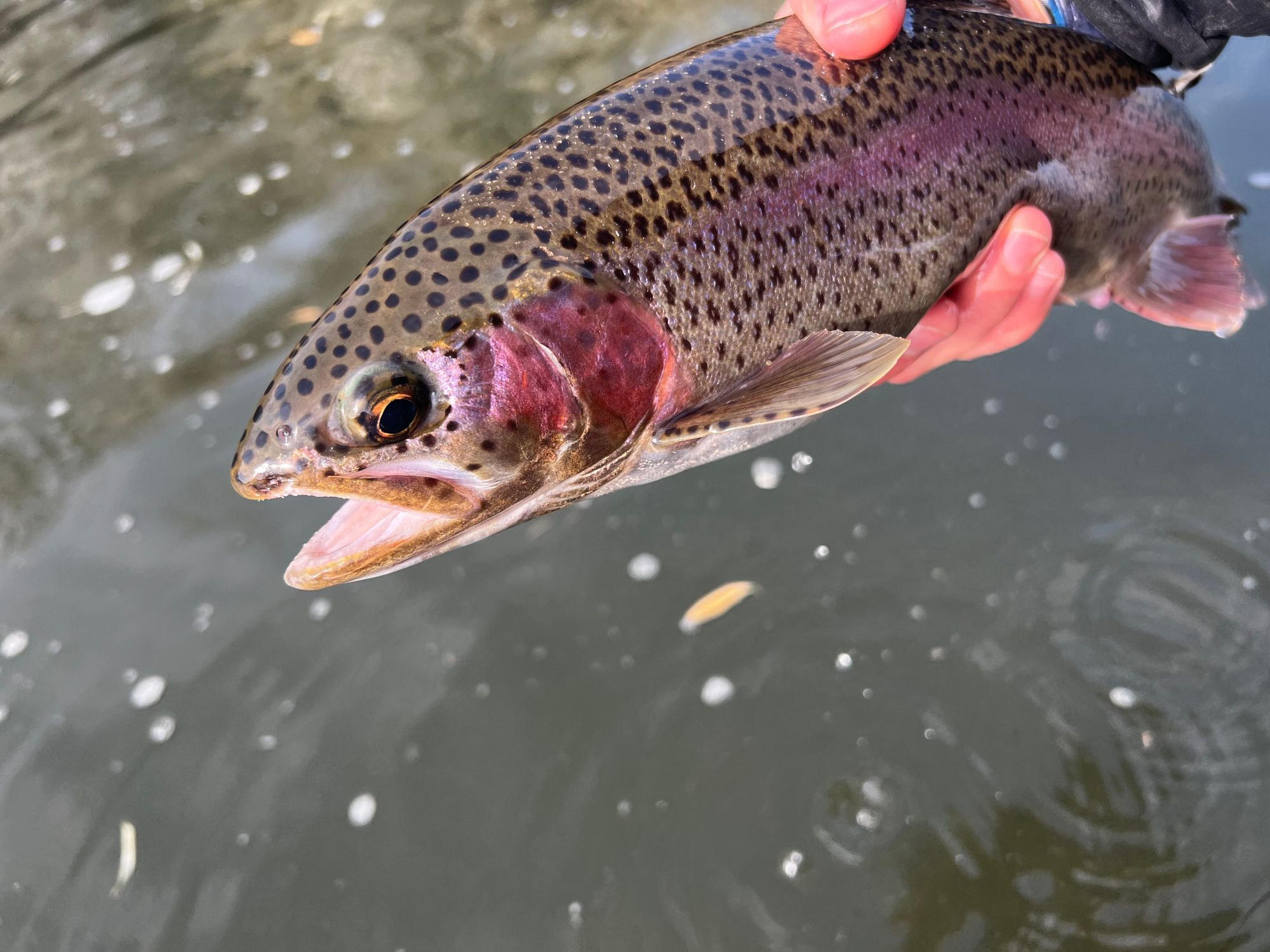 rainbow trout hooked on the Arkansas River, Pueblo, Colorado