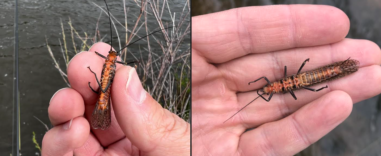 adult salmonflies on the Colorado River
