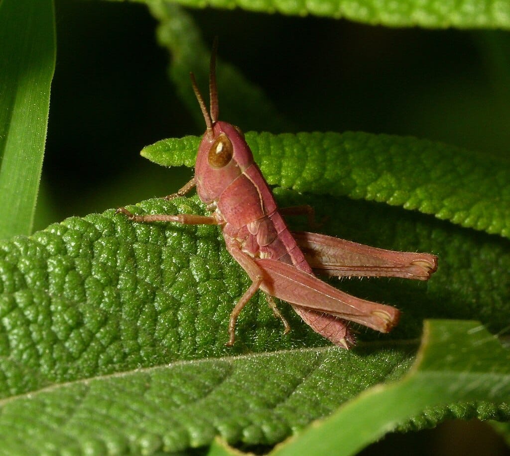 Pink Grasshoppers Really Do Exist