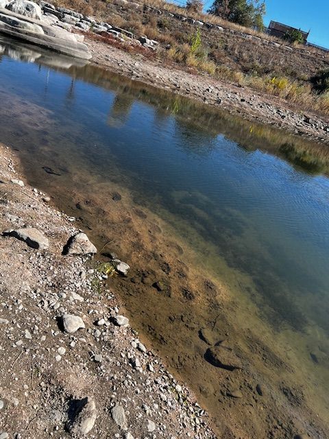 evidence of carp feeding on the South Platte River, Denver, Colorado