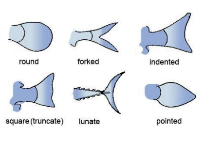 Useful Biology: Fish Tails