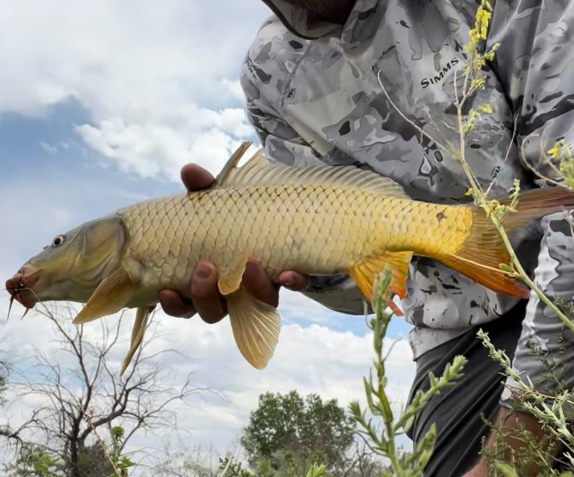 Fly fishing for carp with the backstabber fly pattern