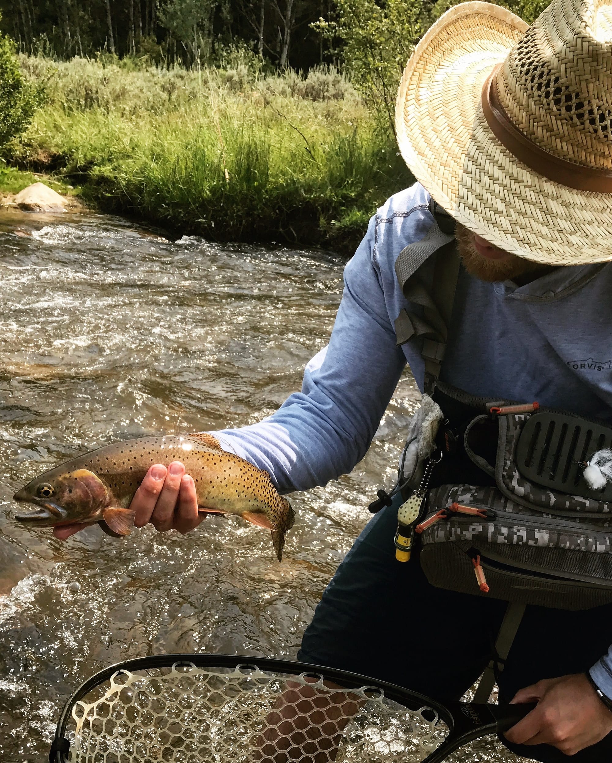 Bonneville Cutthroat, Northern Utah's Logan River