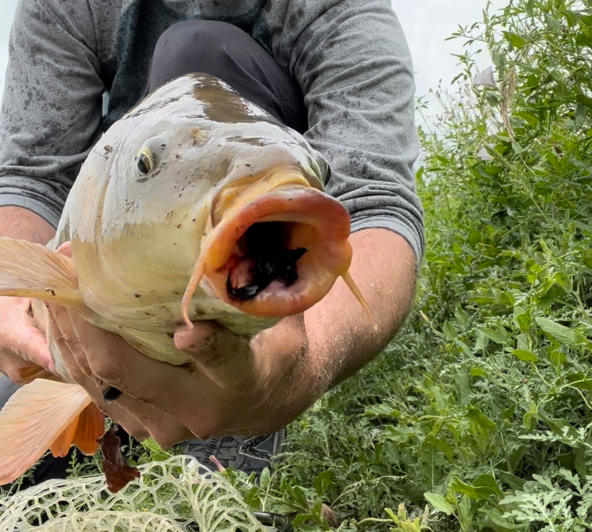 Fly fishing for carp with the backstabber fly pattern