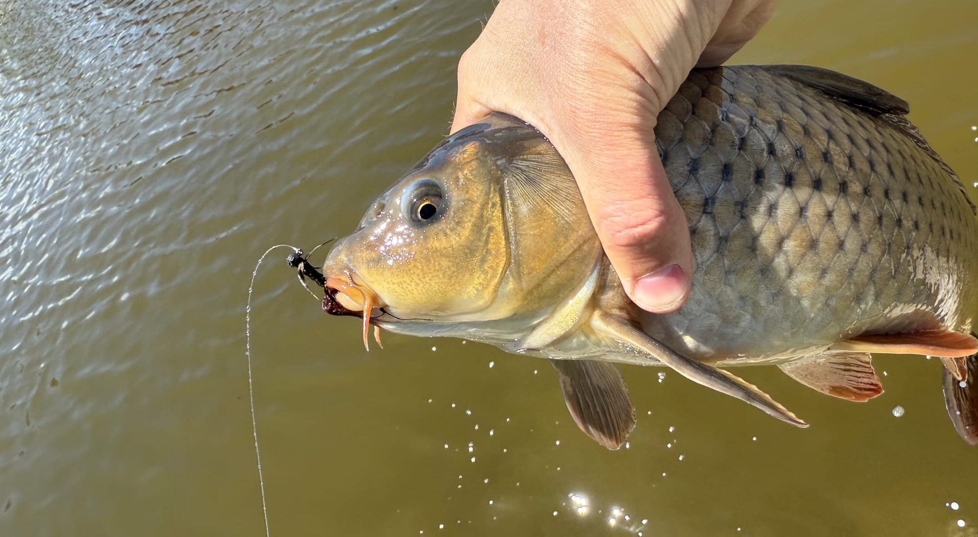 fly fishing for mudding carp, colorado, front range, south platte
