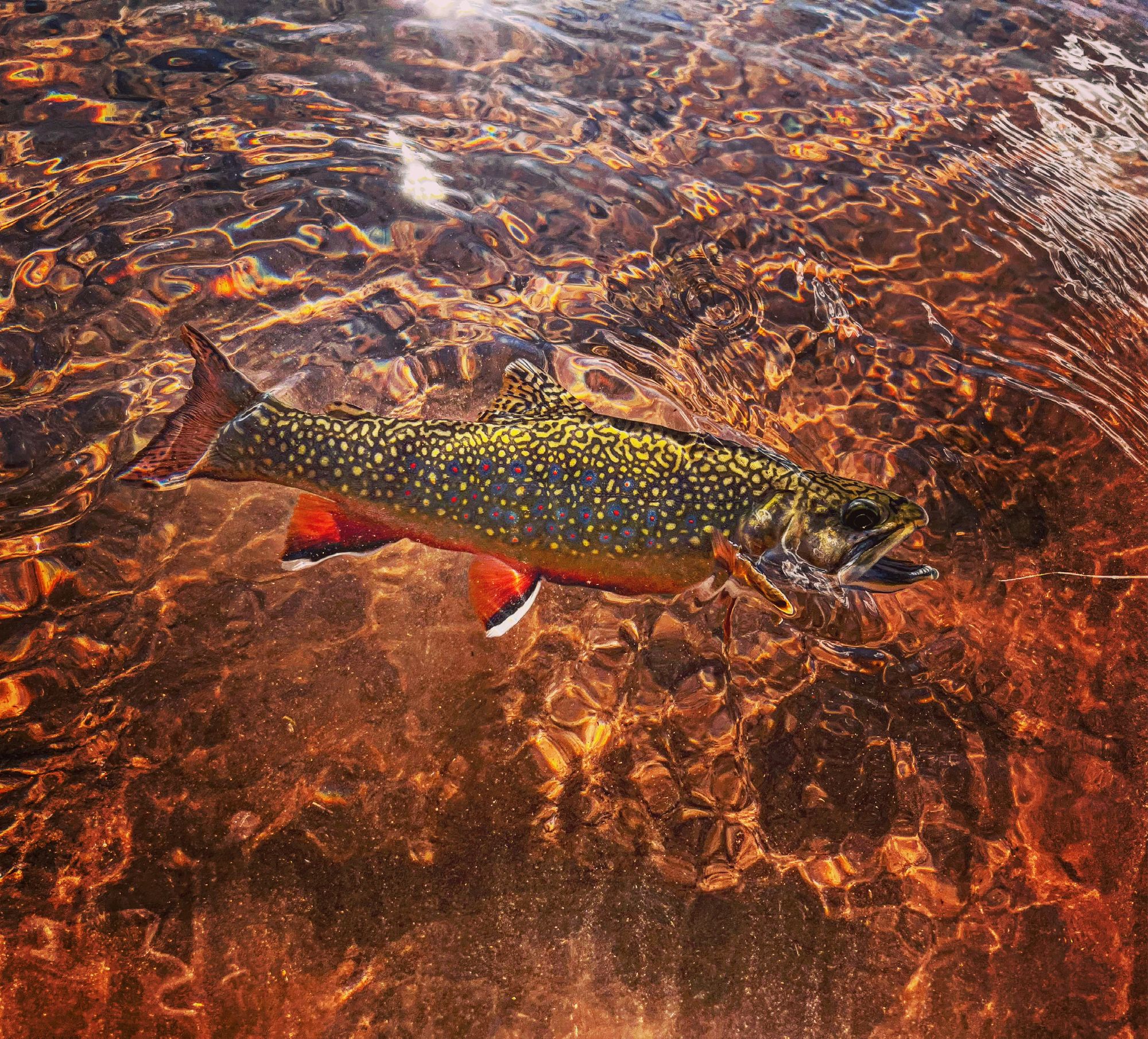 Releasing a Trophy Brook Trout from Sylvan Lake, Colorado