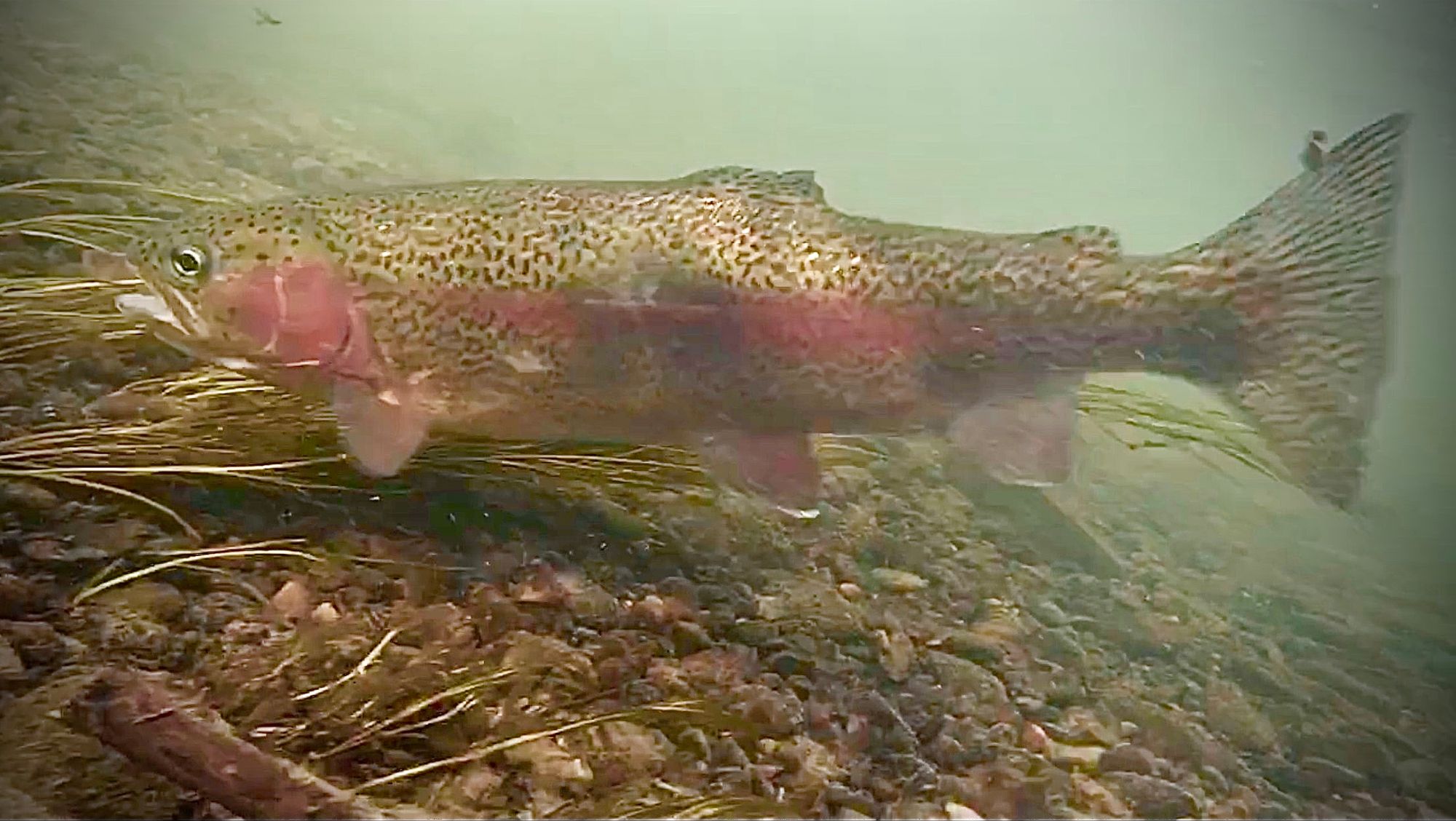 Fly fishing in western Wyoming