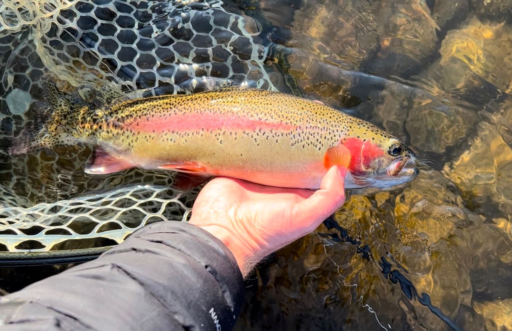 Rainbow Trout, Man’s (Aquatic) Best Friend: Part 1 of 2