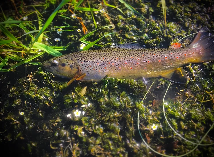 fly fishing brown trout in beaver ponds