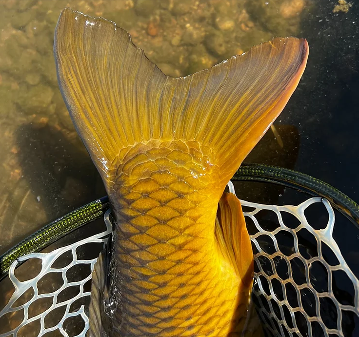 Fly fishing for urban carp