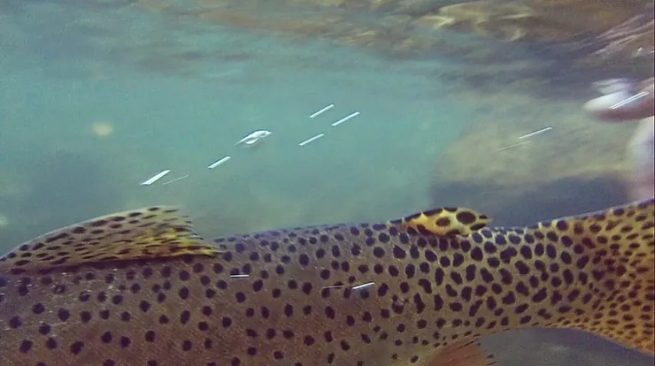 Cutthroat Trout, Logan River, Utah