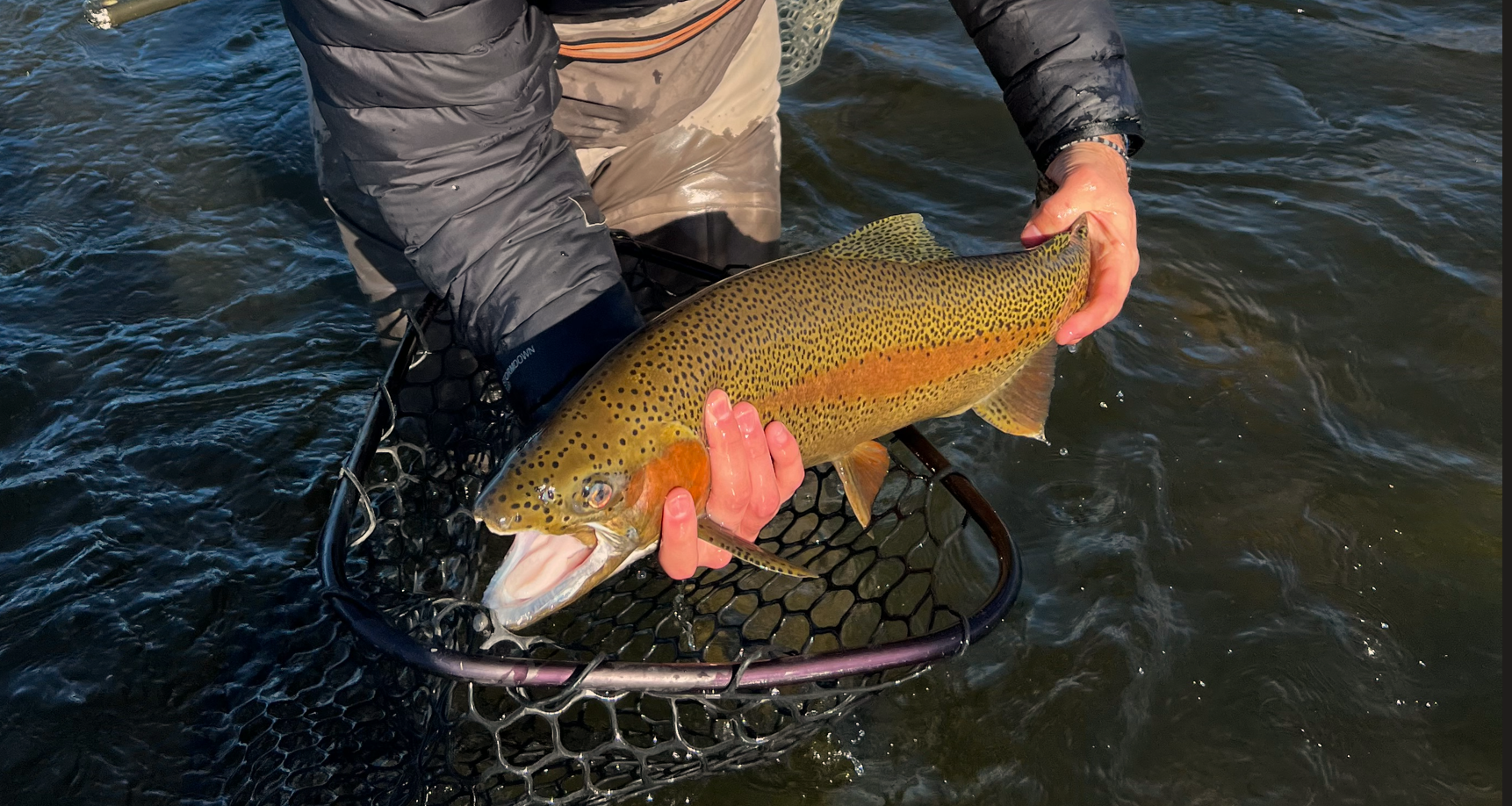 A fisherman stands in dark water while hoisting a green and red rainbow trout out of his net.