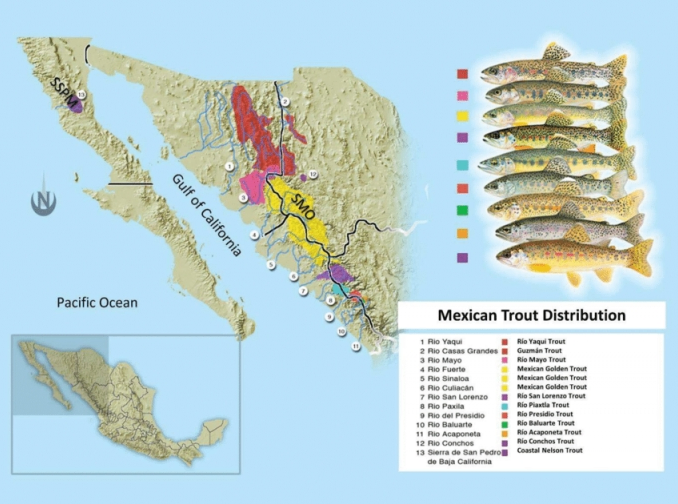 Native Trout South of the Border?
