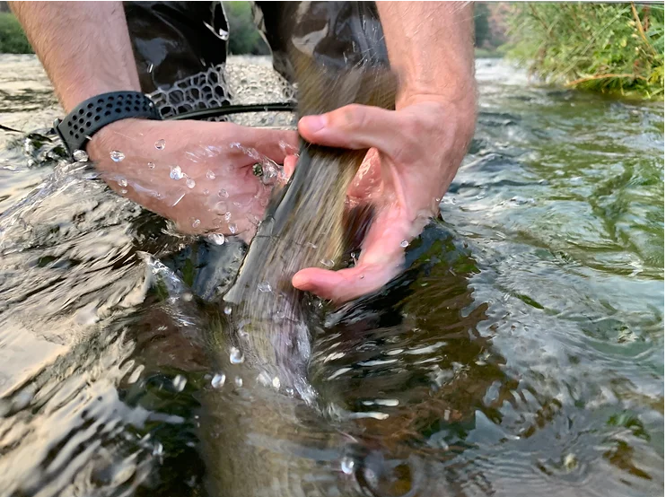 No, Trout Aren't Lazy