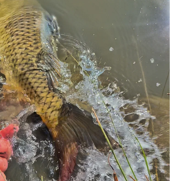 Fly fishing for urban carp from the Denver Metro area, Denver South Platte