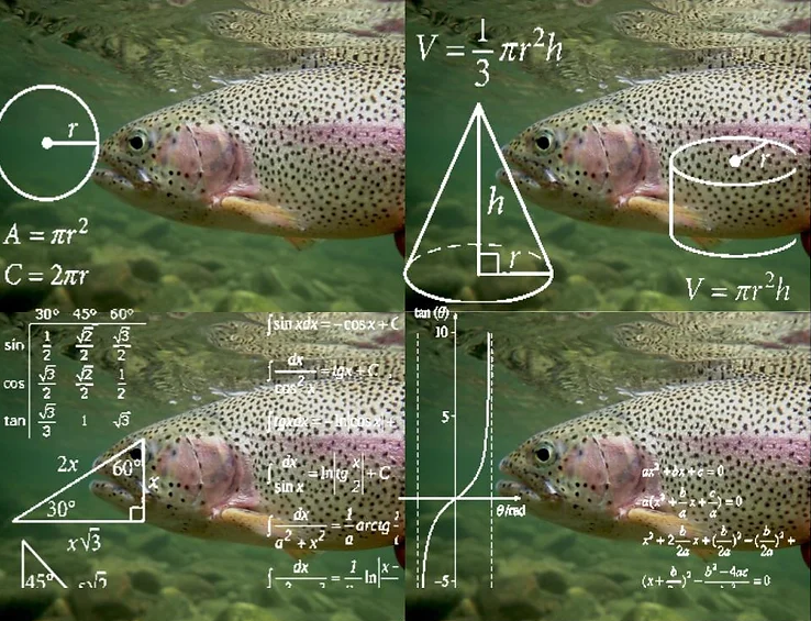fly fishing for picky trout, how to catch finicky trout, targeting stubborn trout, grad school of fly fishing