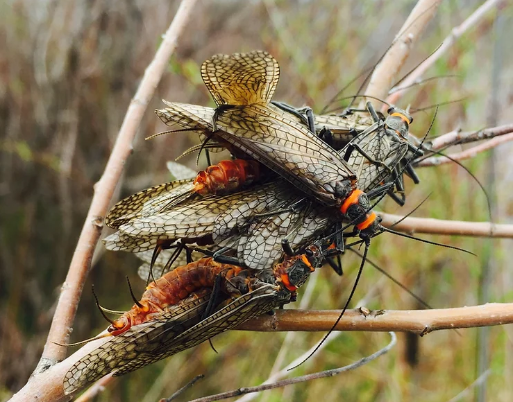 cluster of mating Salmonfly adults from the Colorado River