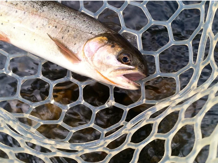 cutthroat caught below Twin Lakes on the Arkansas River, Colorado