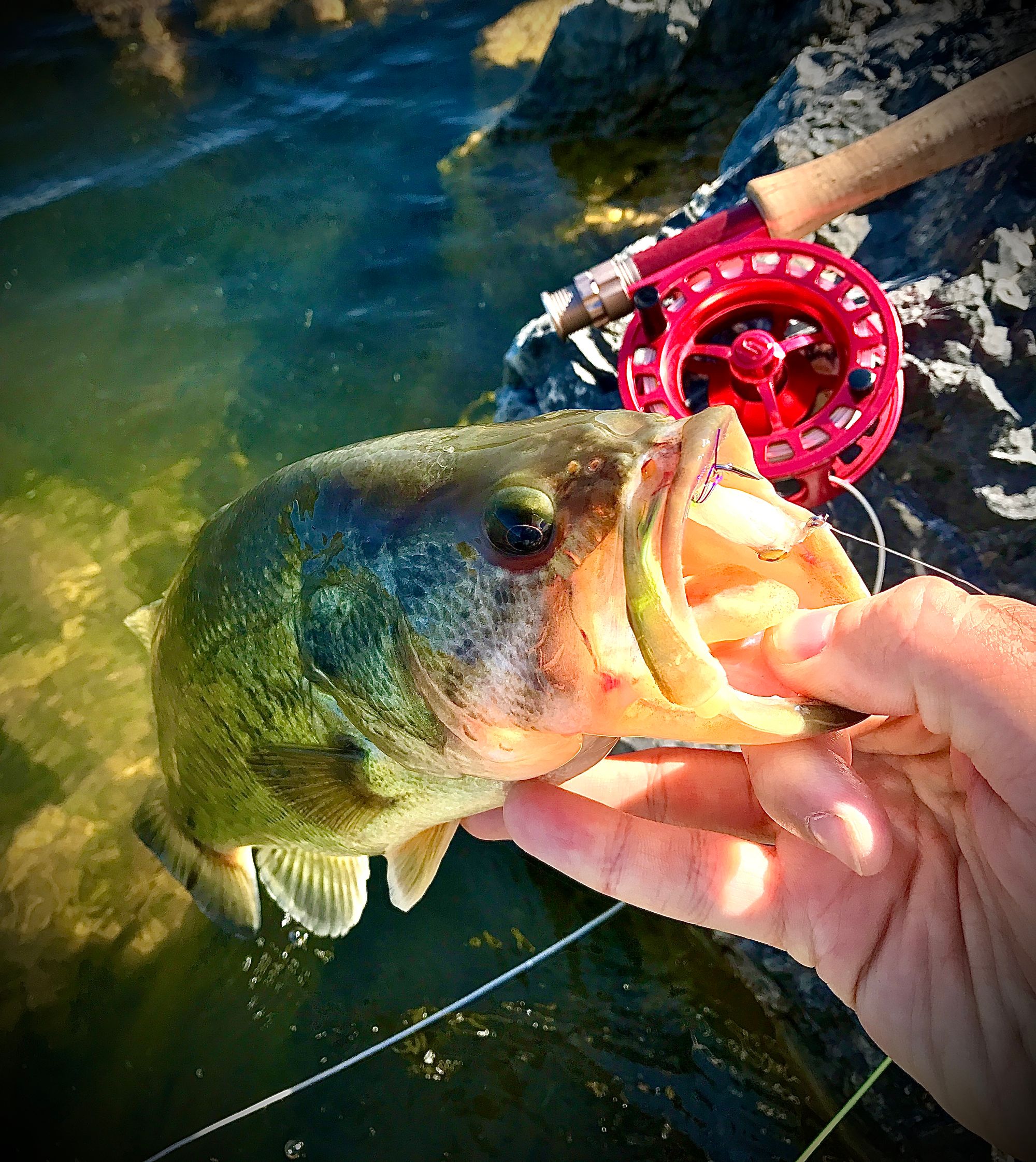 Understanding Warmwater Lakes