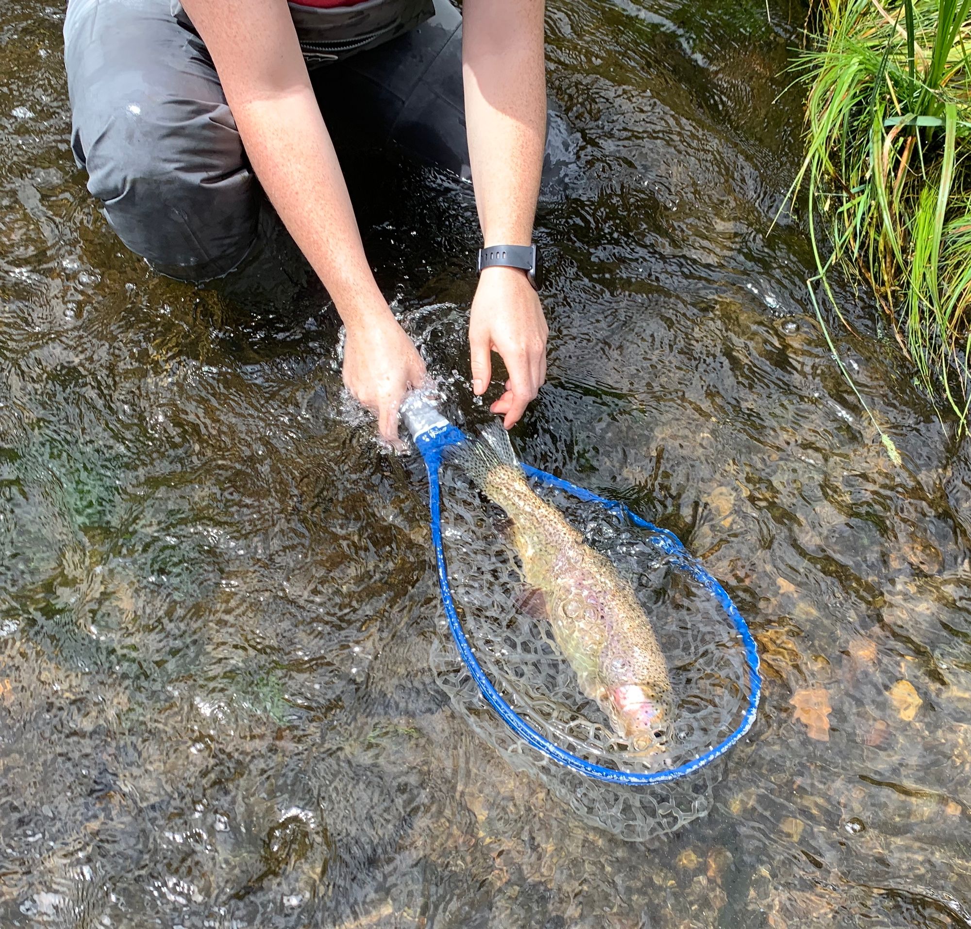 Releasing a trout from the Eleven Mile Canyon stretch of the South Platte, Colorado