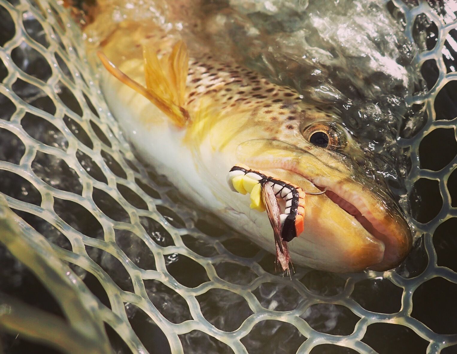 brown trout with a salmonfly dry fly pattern in it's mouth during the prolific salmonfly hatch