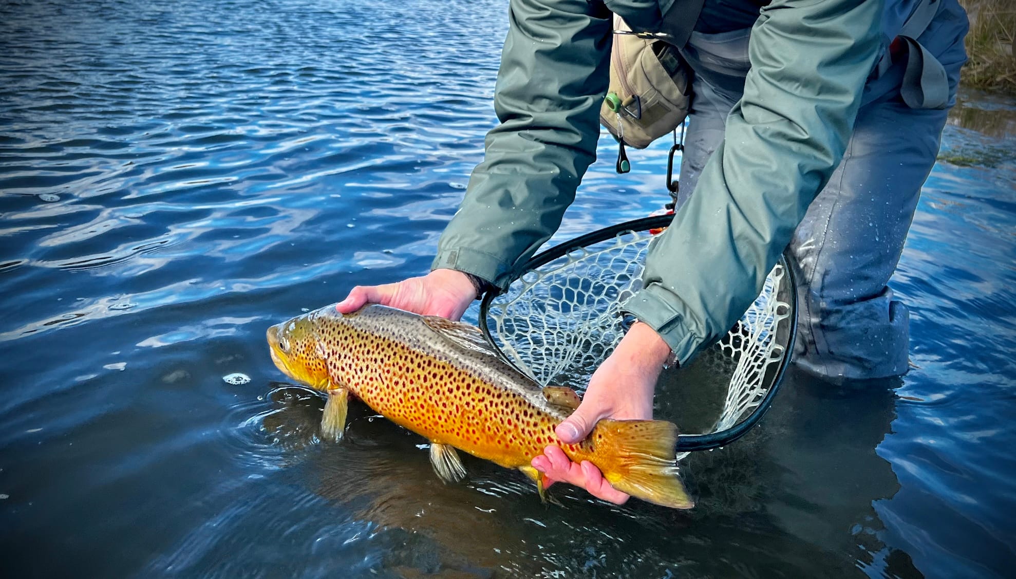 Releasing a pre-spawn Wyoming Brown Trout