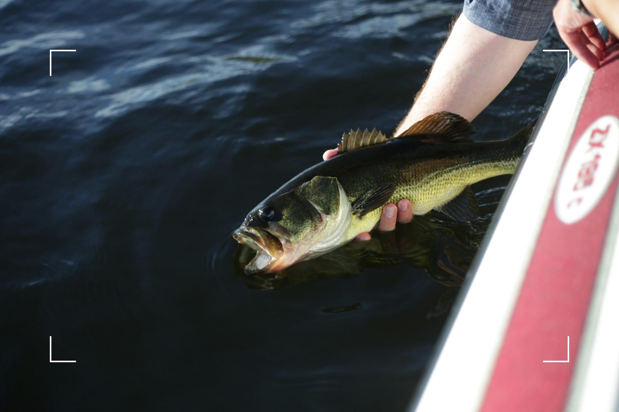 Swim Bladders and Pressure Changes