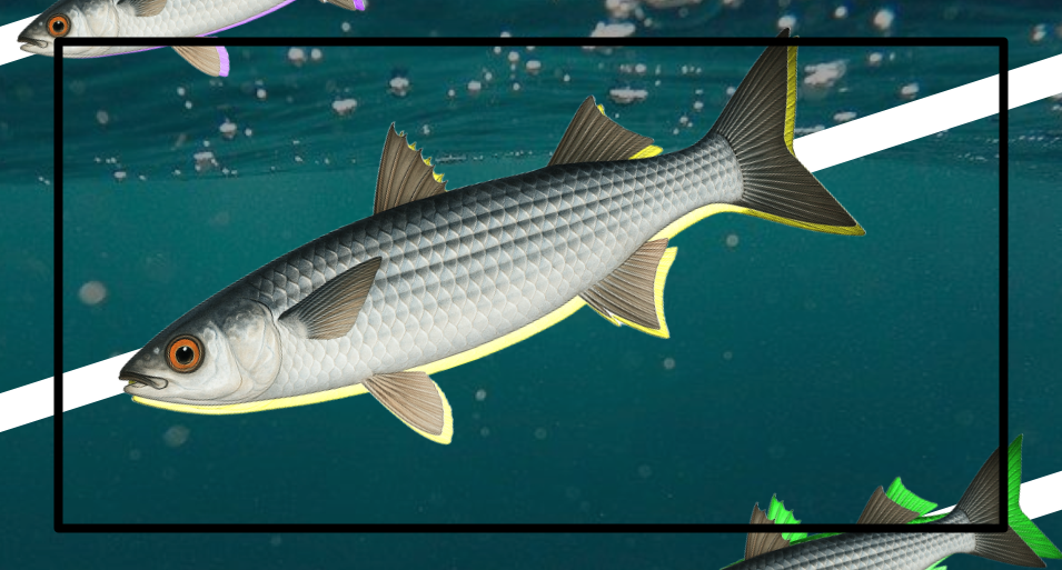 UK fly fishing for mullet, highlighting cool new fisheries