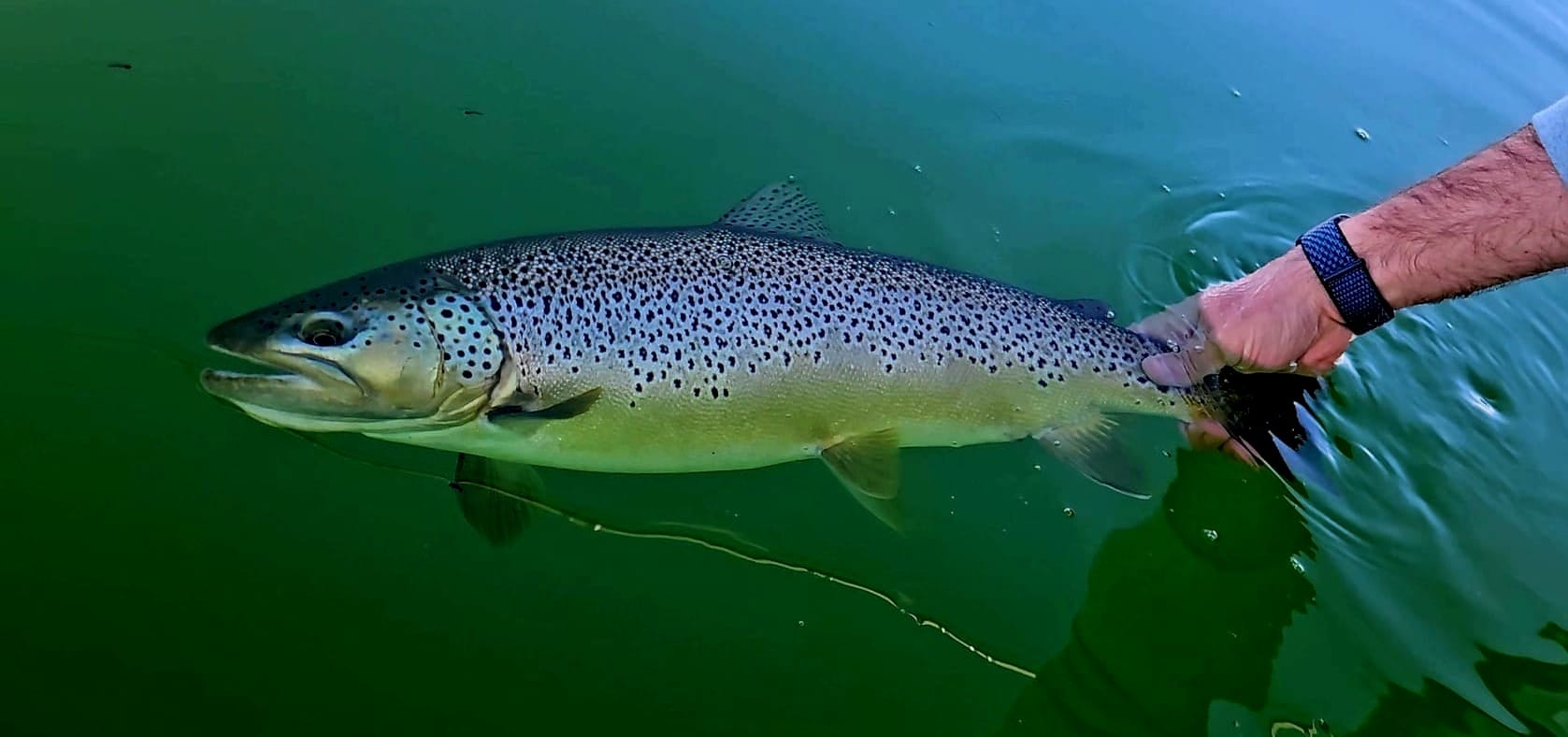 Due West Anglers (Fly Fishing)