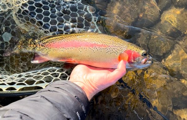 Colorful Rainbow Trout from the Pueblo Tailwater, Colorado