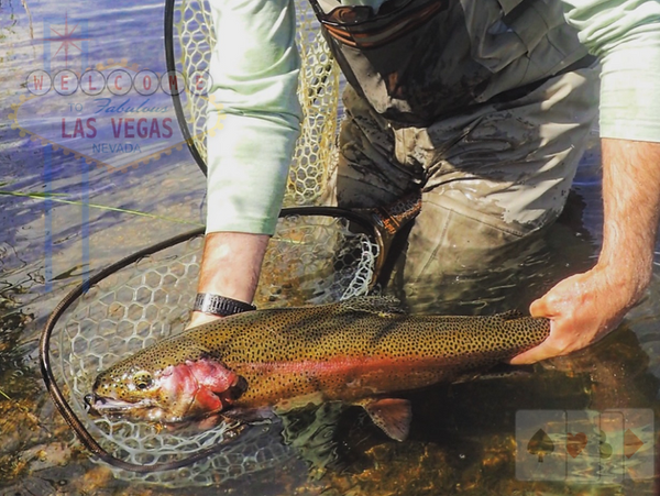 Hog of a rainbow trout getting released from an secret tailwater in western Wyoming