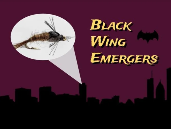 Umpqua's Black Back Emerger designed by John Barr, emerger fly pattern, south platte