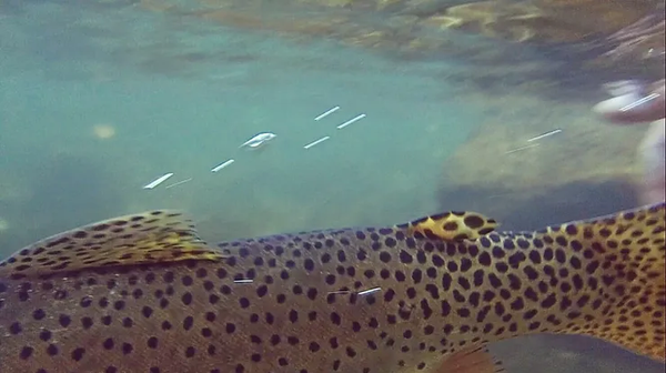 Cutthroat Trout, Logan River, Utah