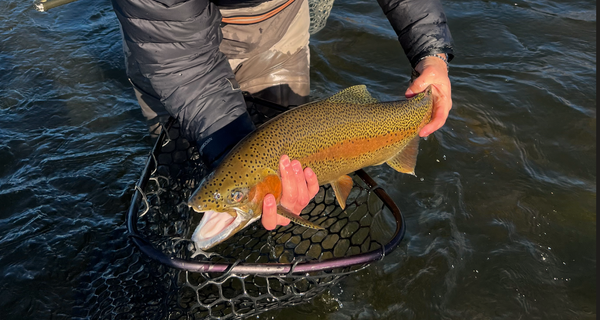 A fisherman stands in dark water while hoisting a rainbow trout out of his net. Miracle Mile Fly Fishing, Wyoming