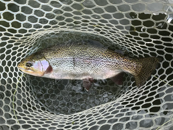 This football shaped rainbow has been eating well, North Platte, Wyoming