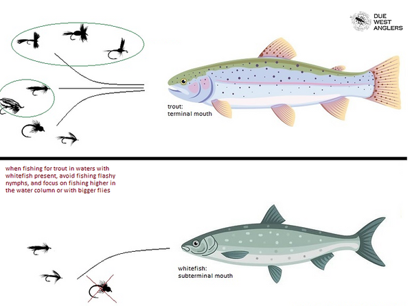feeding differences in rainbow trout and mountain whitefish