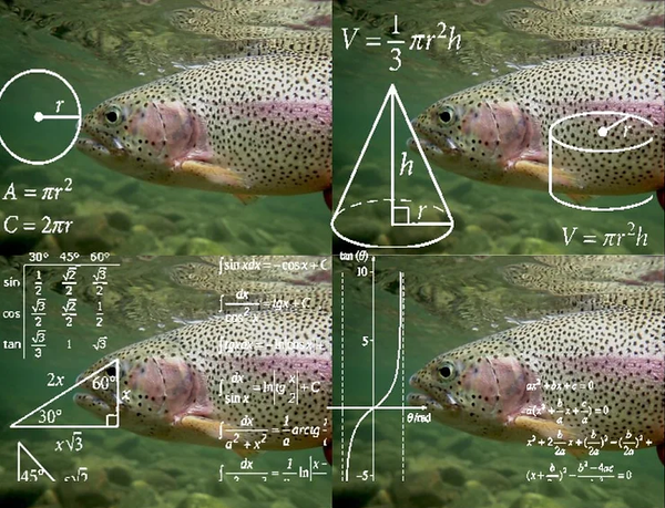 fly fishing for picky trout, how to catch finicky trout, targeting stubborn trout, grad school of fly fishing
