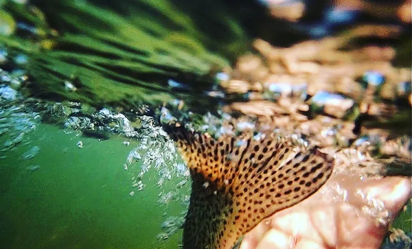 Fly fishing: releasing a trout from Daniel's Reservoir, Idaho