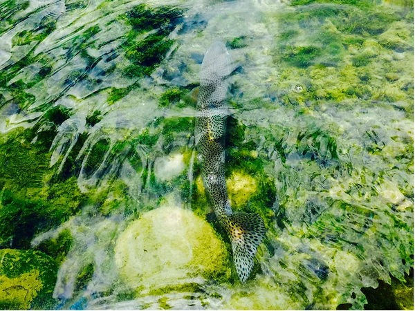 Releasing a Rainbow trout from the San Juan River Tailwater, New Mexico. Fly Fishing