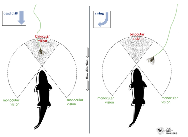 diagram explaining why trout take swinging soft hackle flies and wetflies
