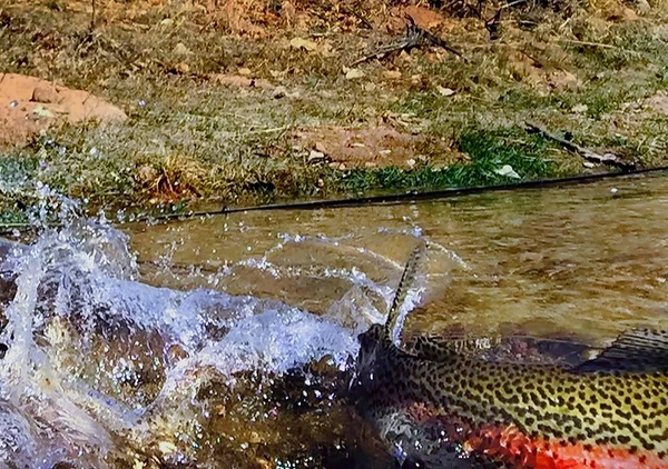 Releasing a Rainbow trout from the Pueblo Tailwater, Colorado