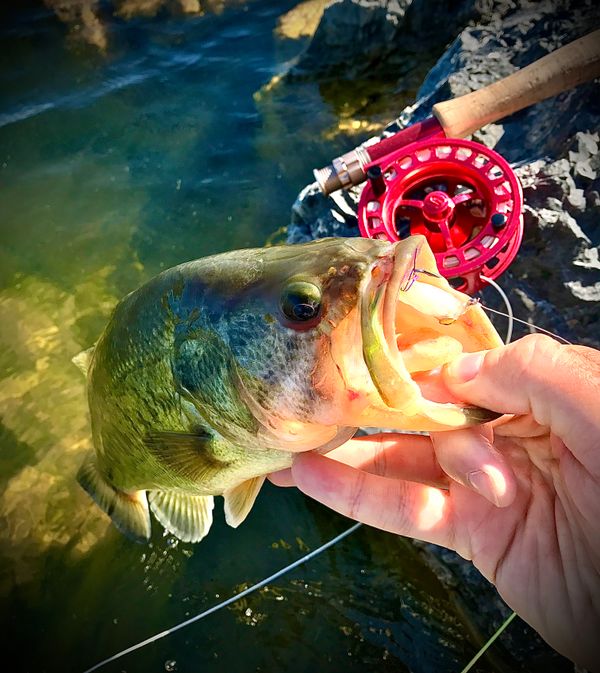 Fly fishing for largemouth bass, Utah