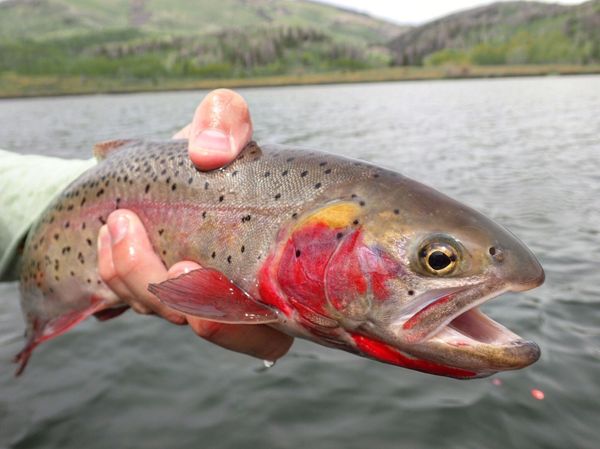 A beautiful Colorado River strain cutthroat, Pearl Lake, Colorado