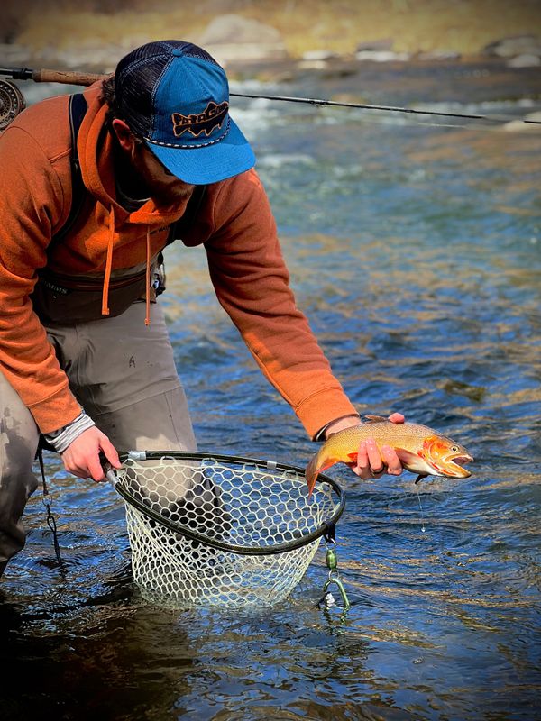 Quick snap of a cutthroat trout from Eleven Mile Canyon on the South Platte River