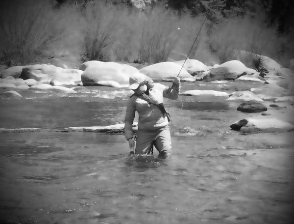 Landing a trout from a tailwater stretch on the South Platte River, Colorado