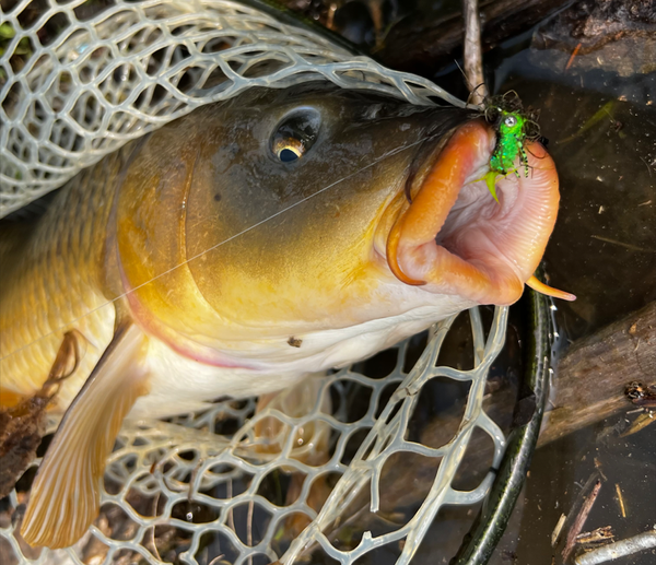 Fly fishing for urban carp with the chartreuse headstand fly pattern