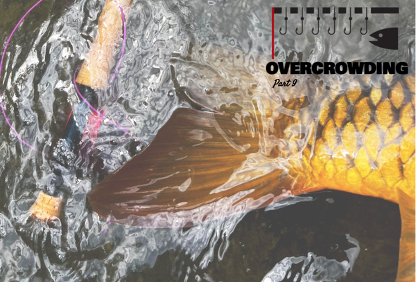 dealing with pressured rivers and overcrowding: fly fishing for carp to avoid pressured rivers